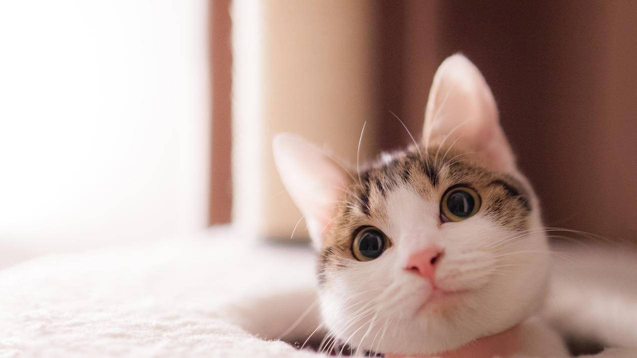 安卓手机怎样查看苹果ID备份的照片 ， 如何在安卓设备中查找苹果手机定位?  - 55dz账号网