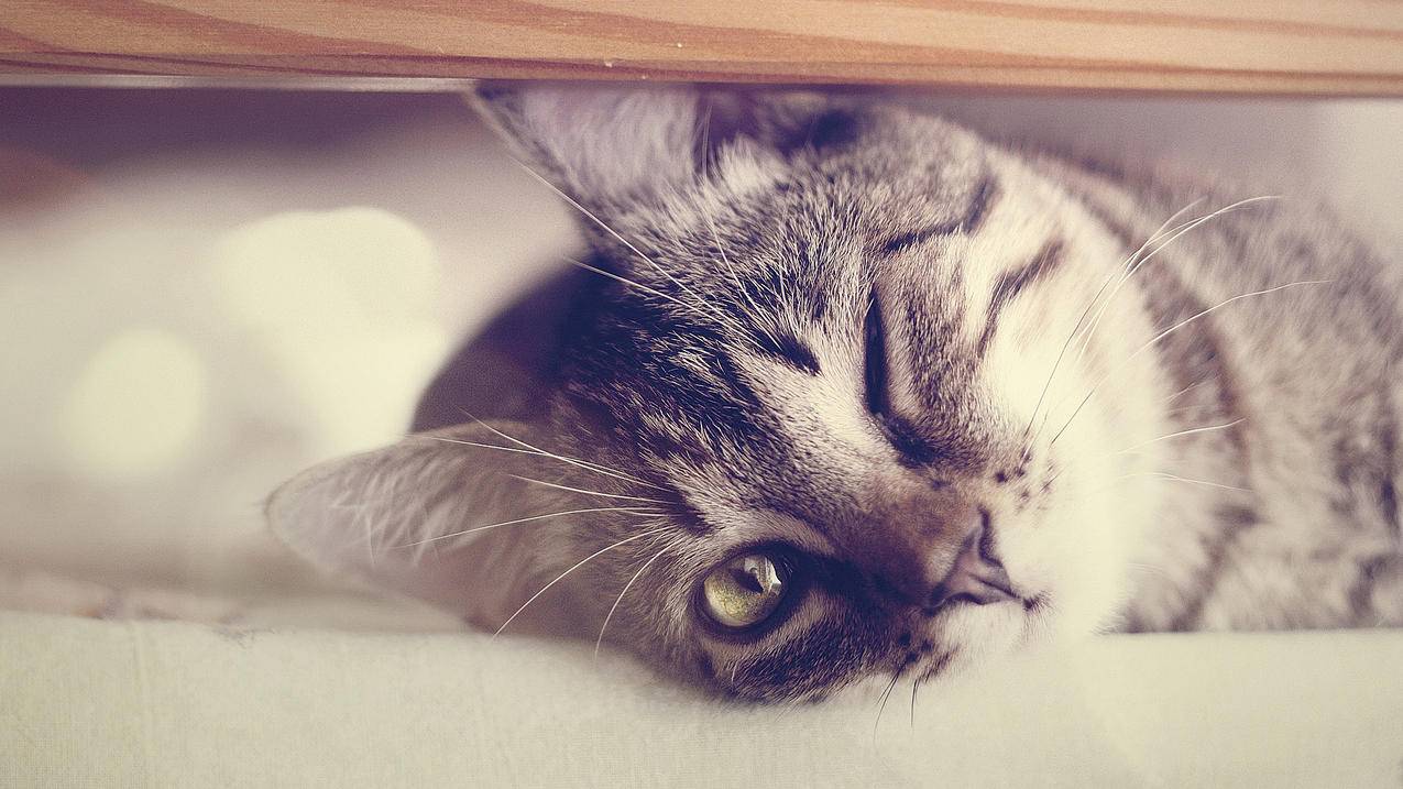 阿豪刷赞 - QQ空间刷赞软-qq刷赞伯乐