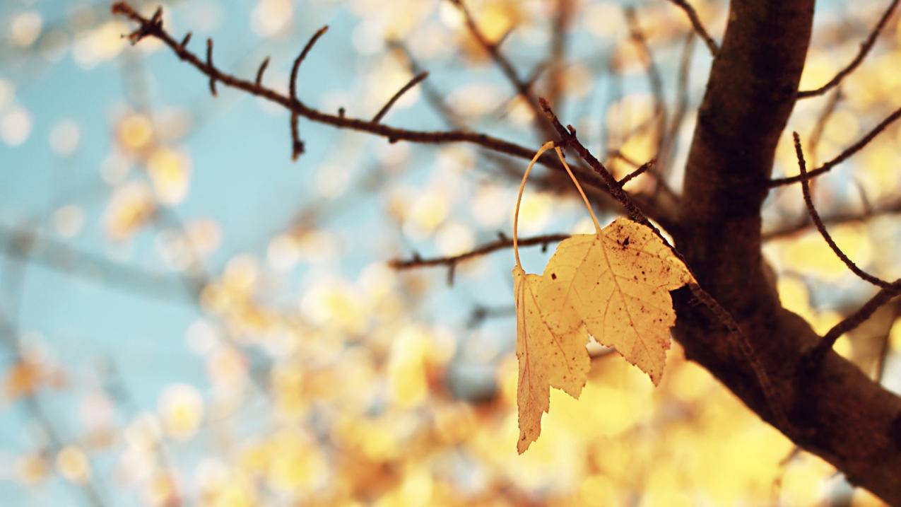 怎么下载安装facebook_怎么下载安装office - messenger相关 - 55dz账号网