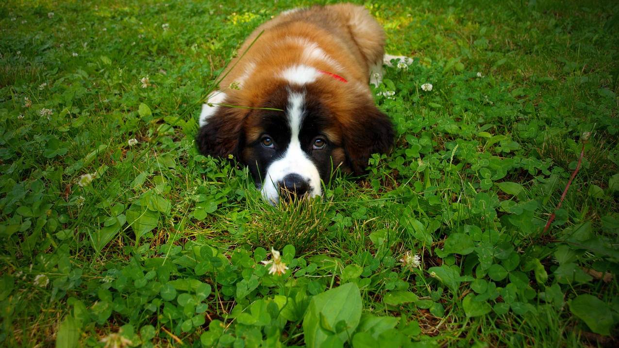 facebook聊天必须用messenger吗_不是facebook好友messenger消息 - messenger相关 - 55dz账号网