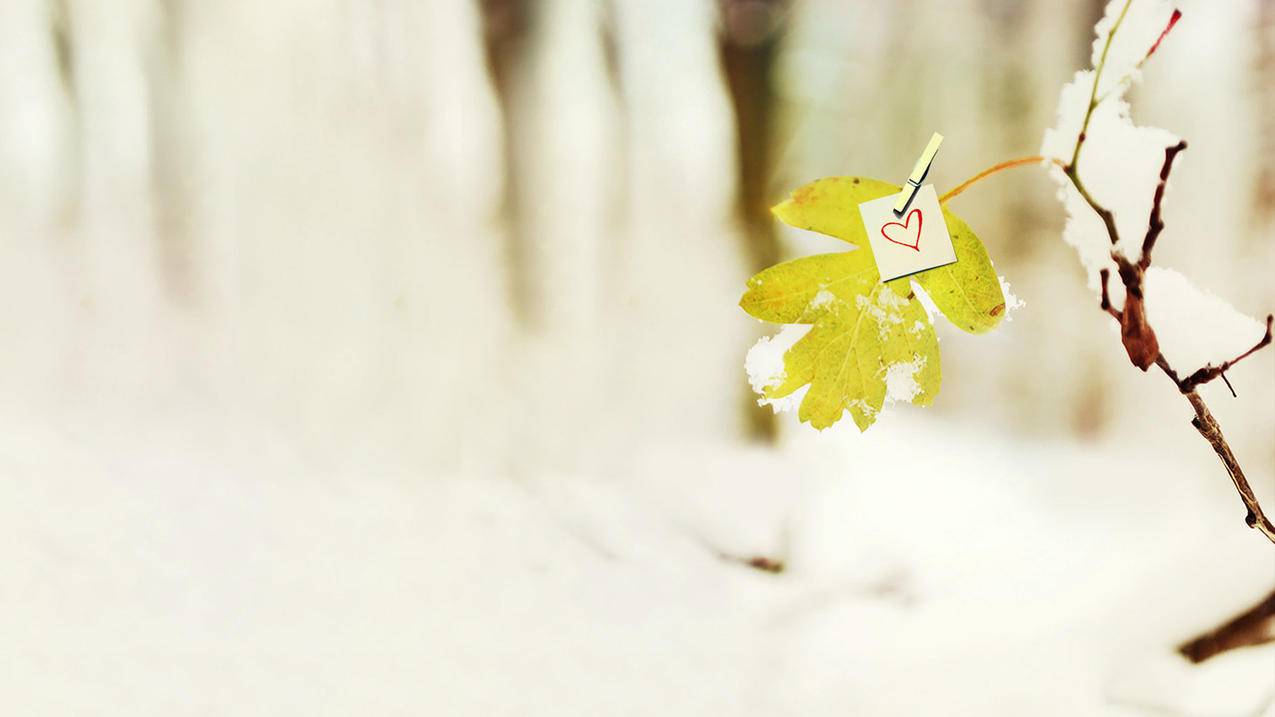 苹果手机zoom投屏_zoom怎样投屏 - zoom相关 - 55dz账号网