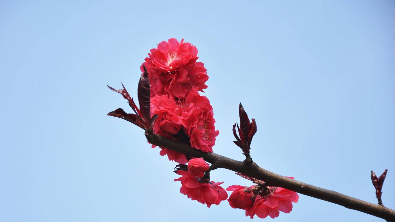 菲律宾苹果id密码忘了怎么注销（菲律宾号码怎么注册苹果id） - 各区苹果ID - 55dz账号网