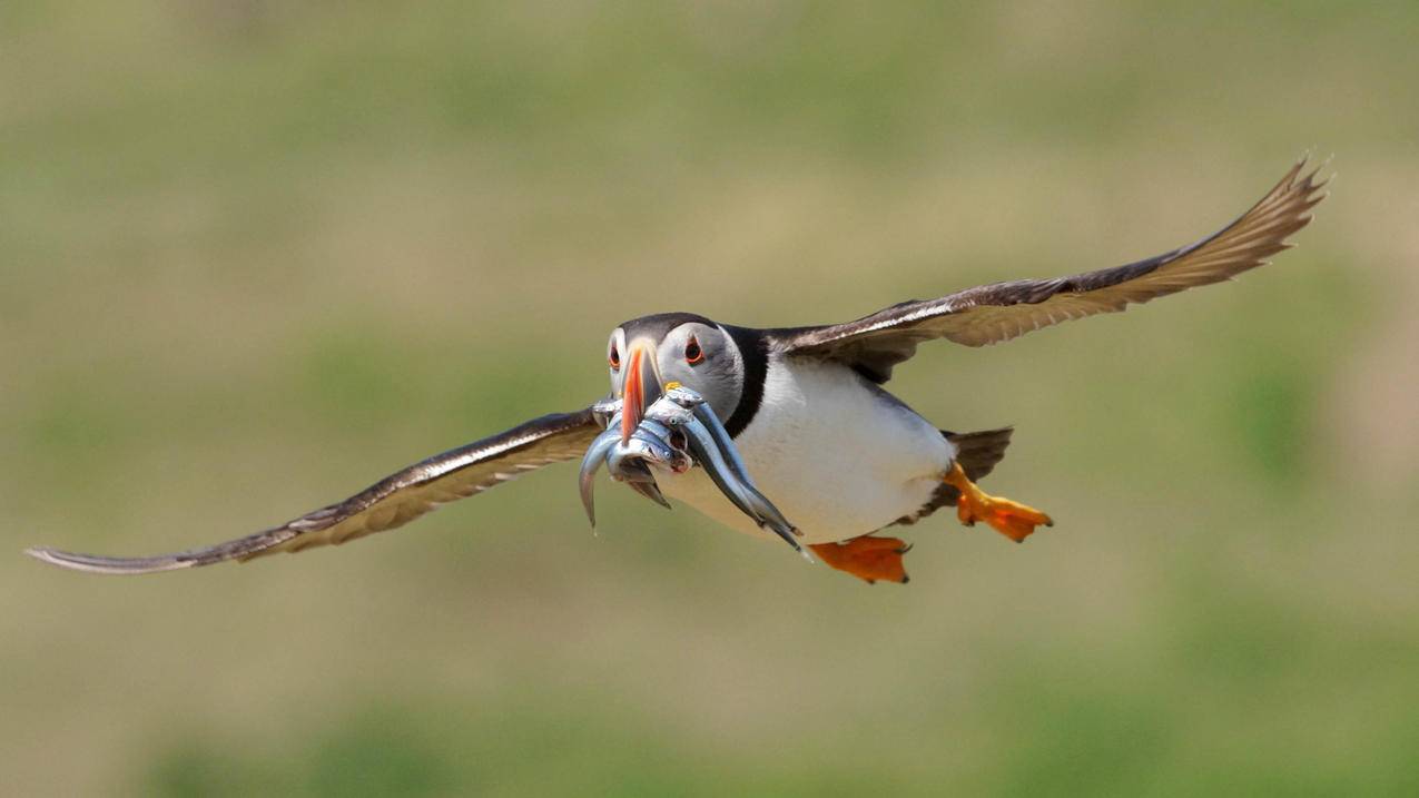 抖音1元100赞自助下单 - 0.1元刷一万赞qq