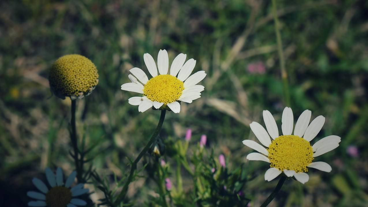 小学带你学数学课程效果如何？适合孩子学习吗？ - 小学教育 - ks24小时自助