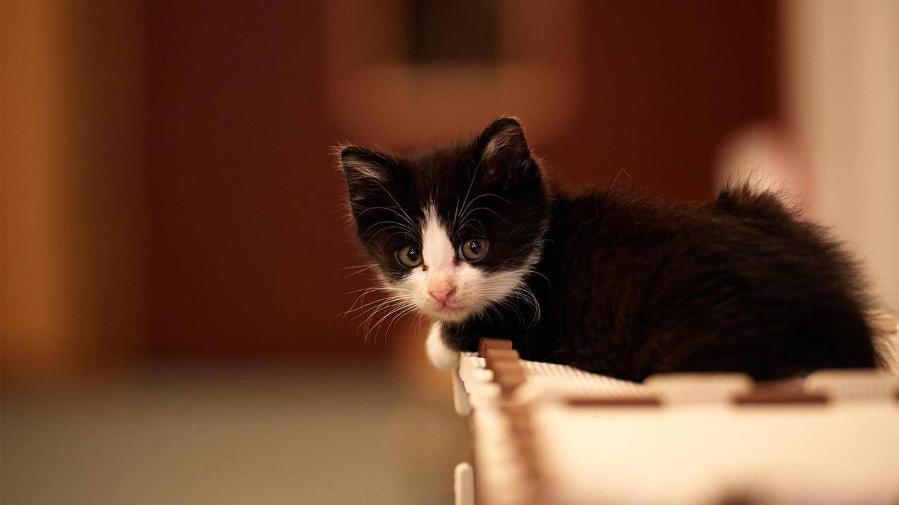 如何申请韩国苹果id账号_如何申请韩国苹果id账号邮箱 - 韩国苹果id - 55dz账号网