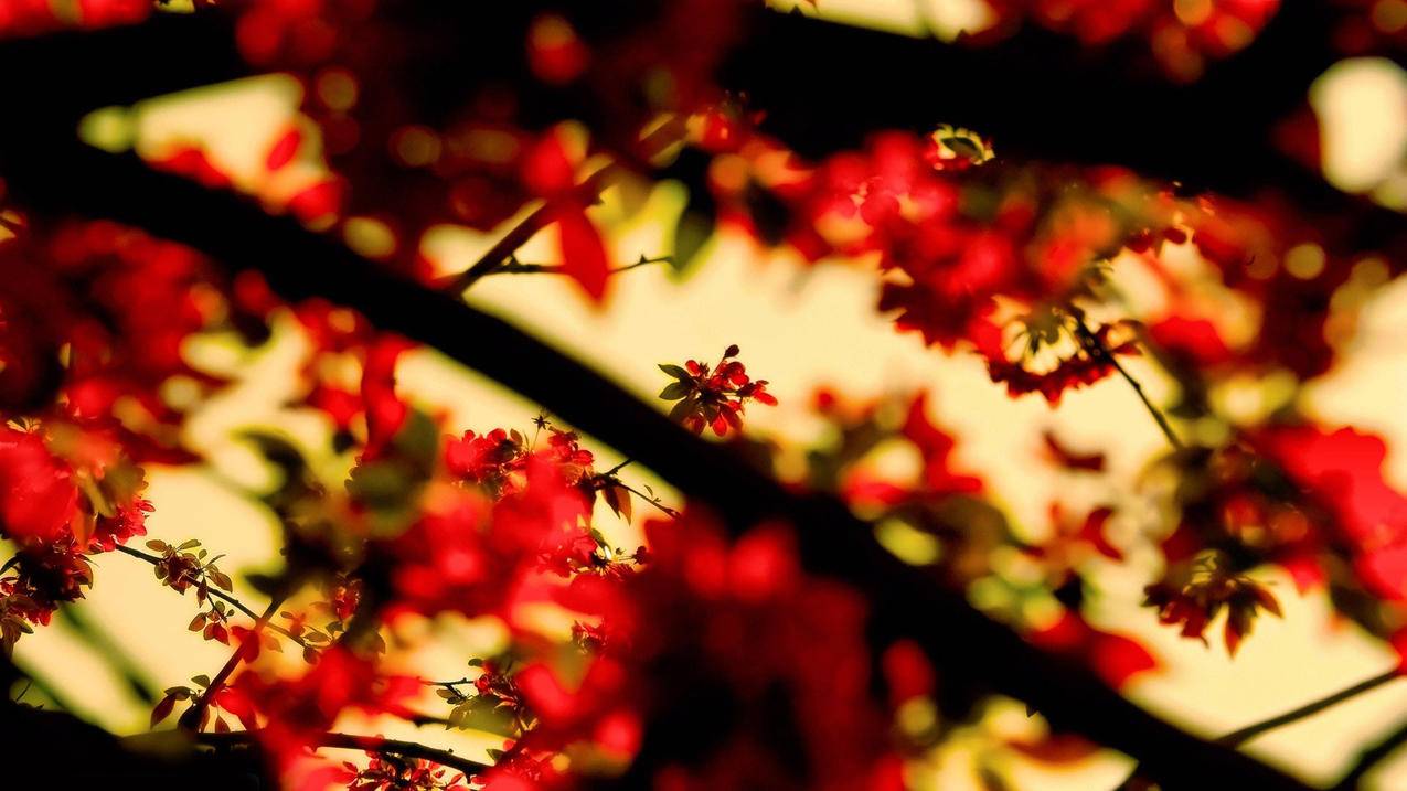 怎么注销id账号,不用了。 ， 苹果手机怎么注销ID账号  - 55dz账号网