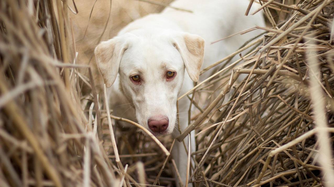飞机app官方下载最新版本苹果_飞机app下载官网 - skype相关 - 55dz账号网