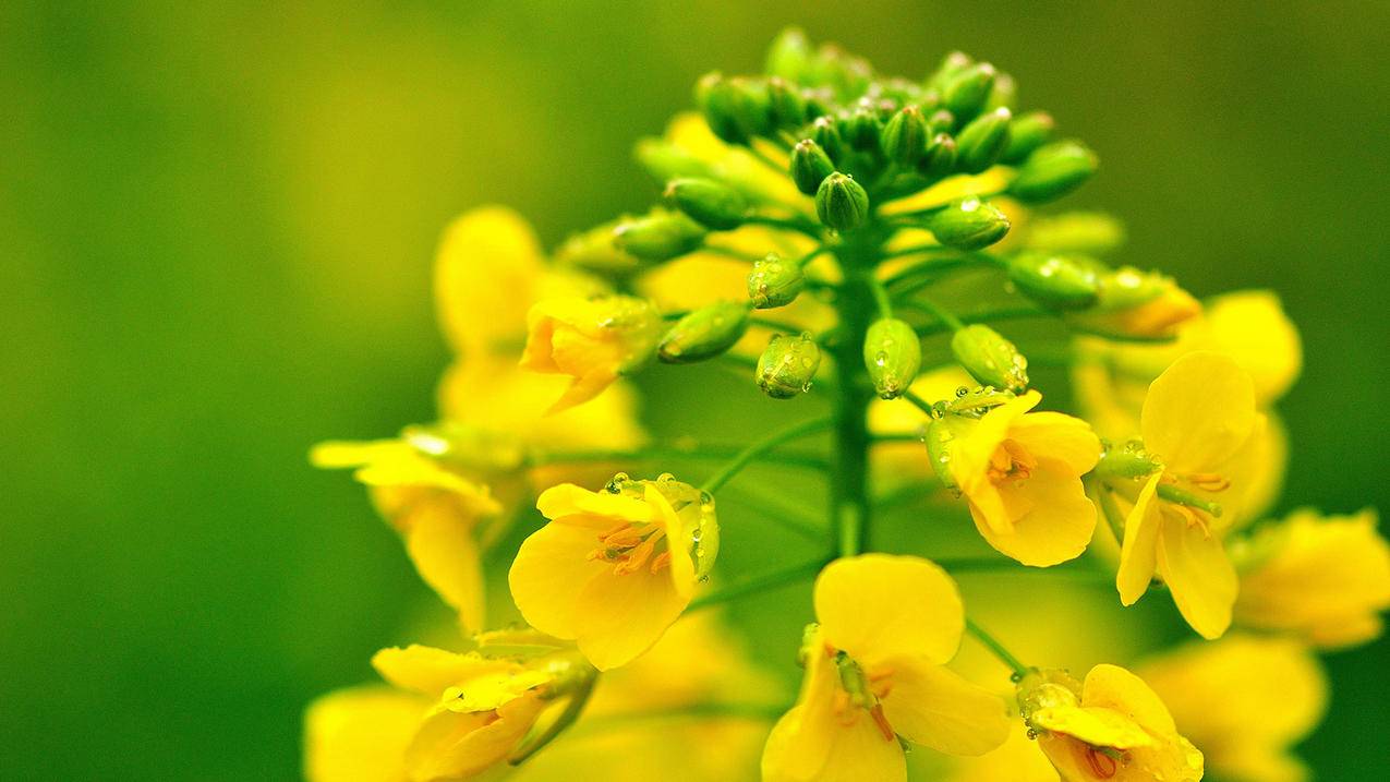 网上卖苹果id违法吗_网上卖苹果id违法吗安全吗 - 各区苹果ID - 55dz账号网