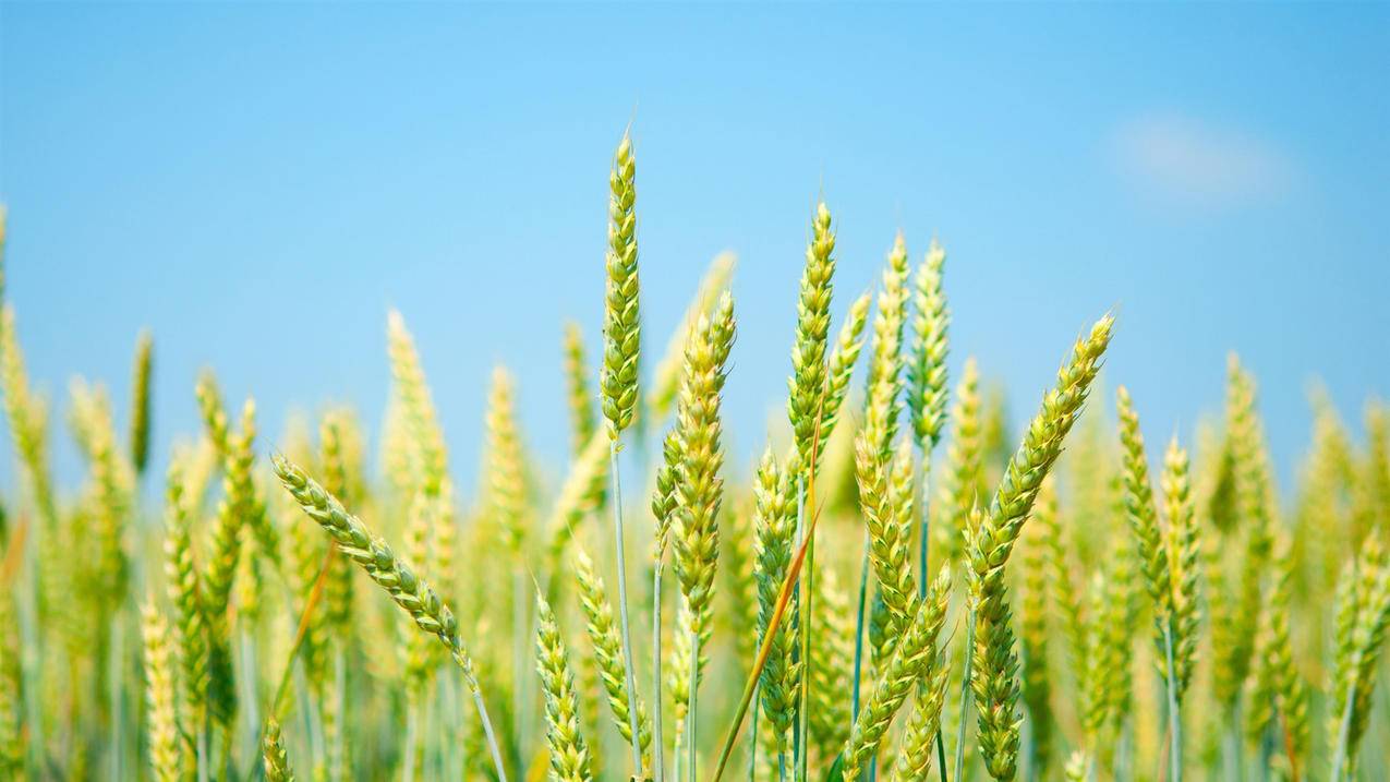 香港appleid账号不是自己的怎么办_为什么我的香港苹果ID不能用了 - 香港苹果ID - 55dz账号网