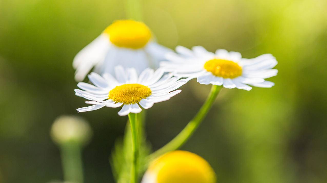 抖音低价下单 - 在线刷qq空间赞平台_快手免费快刷1000赞