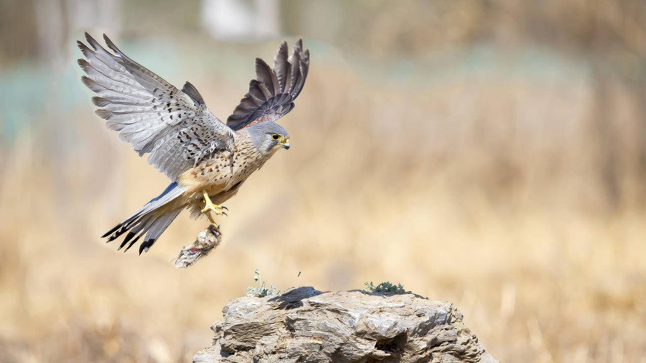 国内苹果id账号购买_购买外国苹果id账号 - 各区苹果ID - 55dz账号网