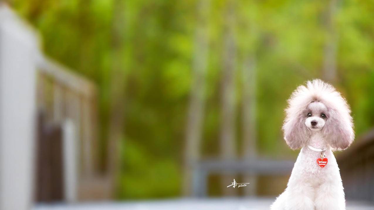 抖音1元1w粉 - qq空间免费刷赞网站,好卡售代刷网