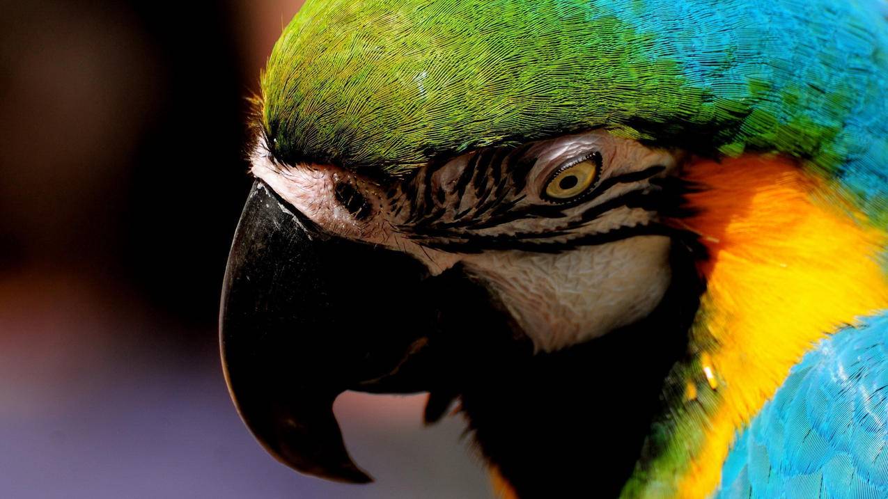 qq已删除好友的聊天记录怎么恢复_手机已删除好友的聊天记录怎么恢复 - messenger相关 - 55dz账号网