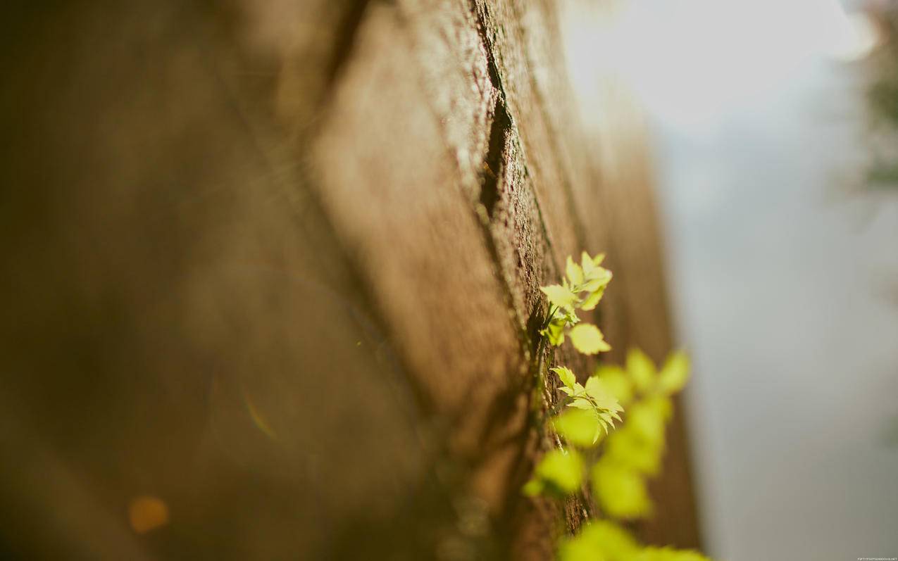 appleid注册支付无_注册苹果id付款方式没有无 - 各区苹果ID - 55dz账号网