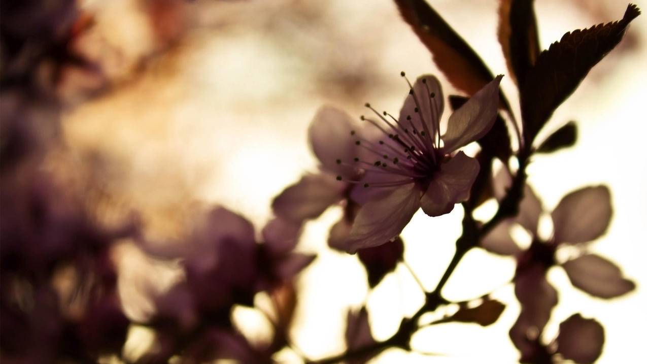 抖音heyhey ok什么歌-dy业务网