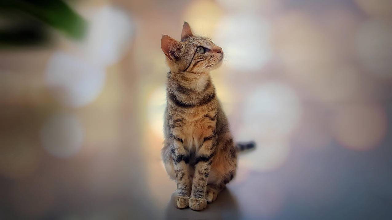 qq赞网站自助下单-快手在线秒刷网站,免费领取快手号 一万粉丝以上,快手刷赞网站免费便宜