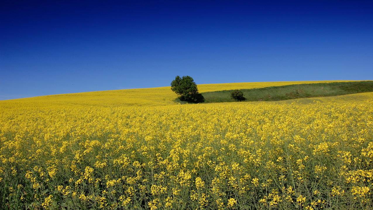 微信拼多多砍价群多少 - ks业务 - 蘑菇业务网