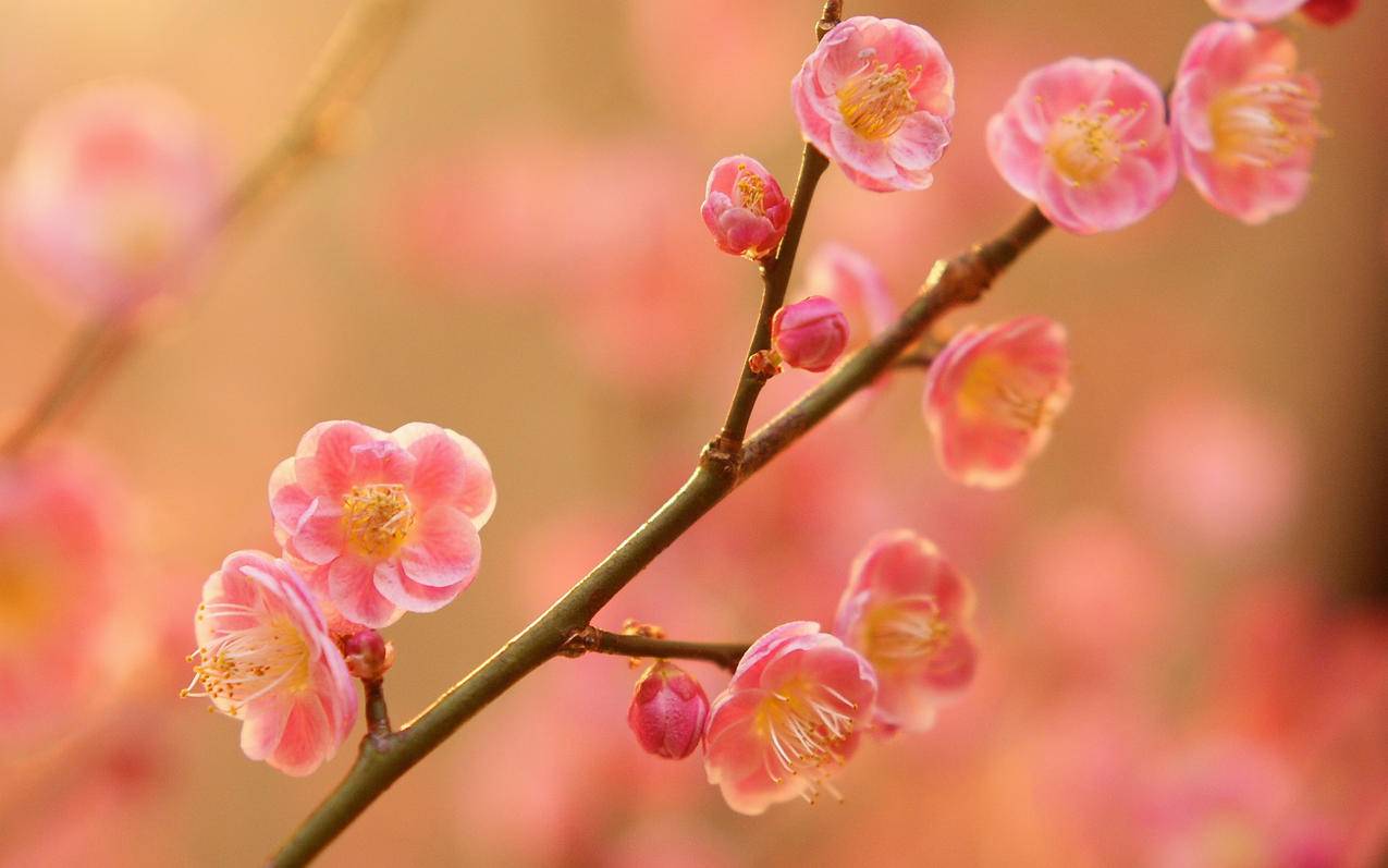 tiktok如何搜索用户_tiktok搜索不了用户 - tiktok相关 - 55dz账号网