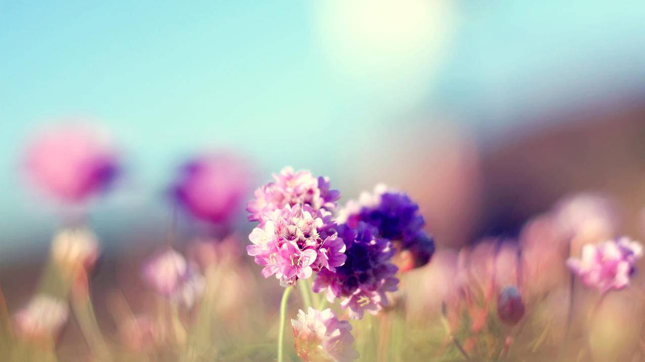 一只喔彩虹推特_彩虹一只喔微博 - tw相关 - 55dz账号网