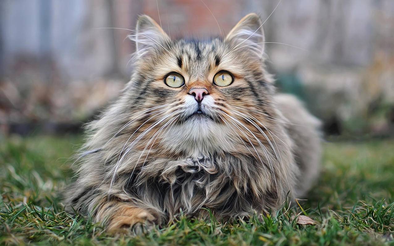 ins风小图案简笔画风景圆形图_ins风风景简笔画画 - INS相关 - 55dz账号网