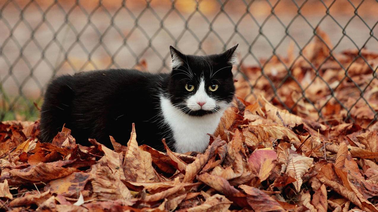 苹果香港appleid暂时禁止获取_苹果apple id暂时禁止获取 - 香港苹果ID - 55dz账号网