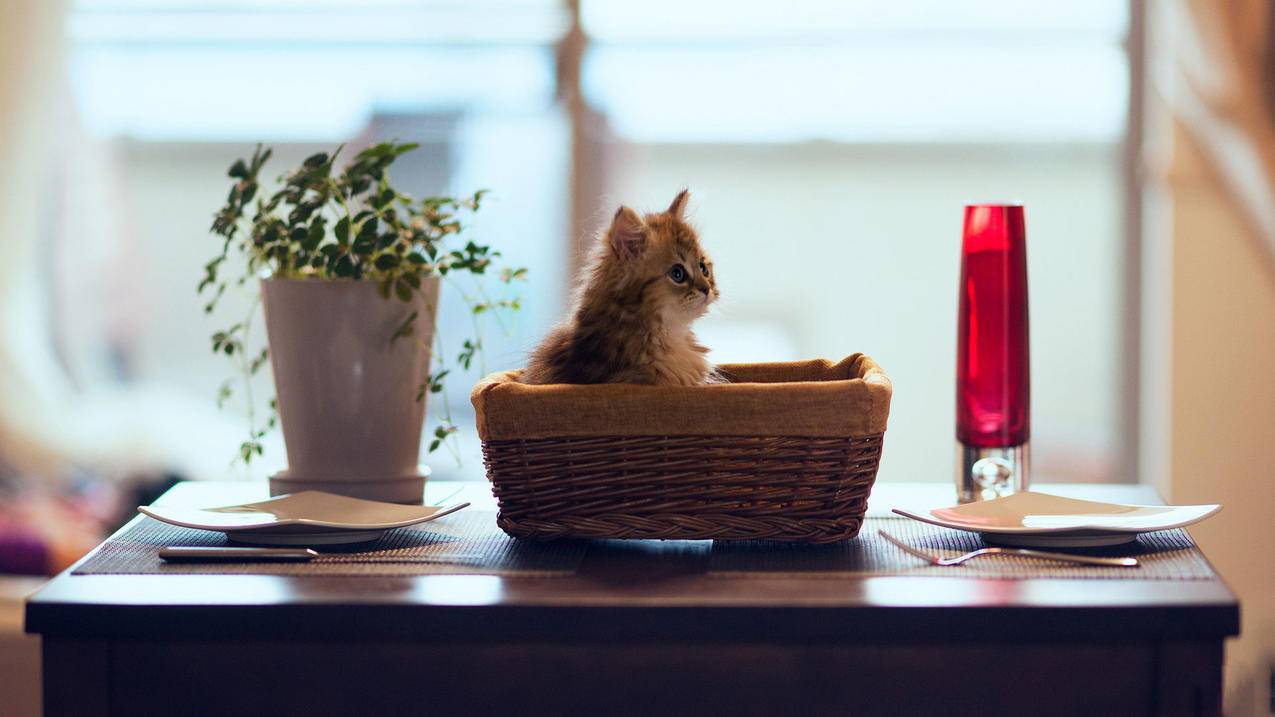刷QQ点赞神器-快手自助粉丝下单平台,刷赞平台快手双击50,刷赞平台全网 最低价抖音