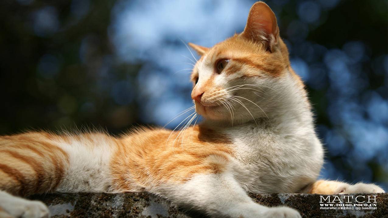 facebook聊天必须用messenger吗_不是facebook好友messenger消息 - messenger相关 - 55dz账号网