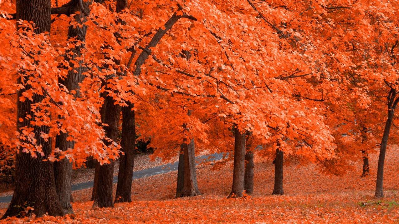 手机杀毒小火箭怎么不见了  ( win7系统下电脑管家加速球不见了怎么办 ) - 55dz账号网