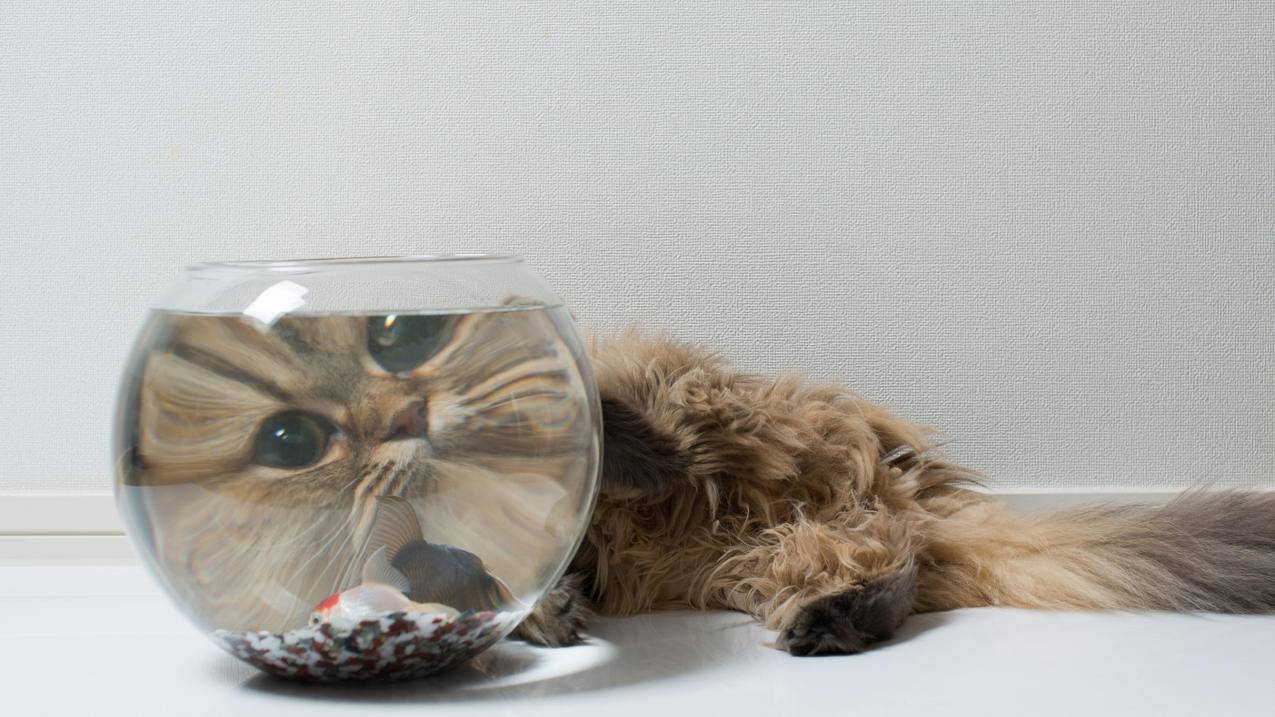 qq怎么登陆越南苹果id账号格式（qq怎么登陆越南苹果id账号格式错误） - 各区苹果ID - 55dz账号网