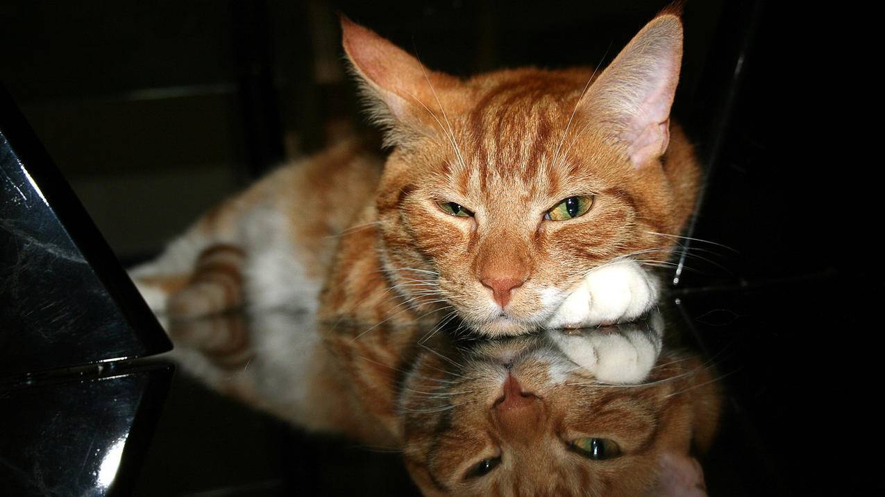 用苹果手机和普通手机的区别知乎 ， 苹果手机apple被锁怎么办  - 55dz账号网