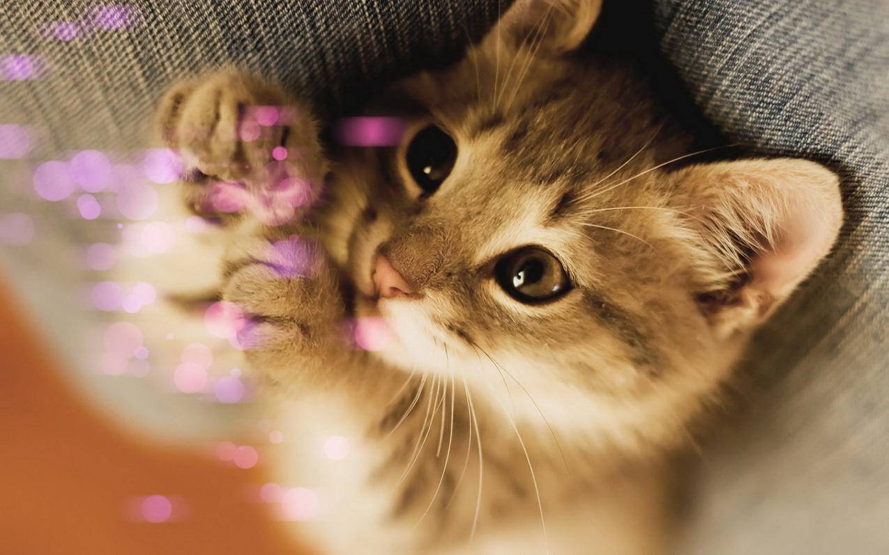 越南苹果id怎么过19+验证 - 各区苹果ID - 55dz账号网