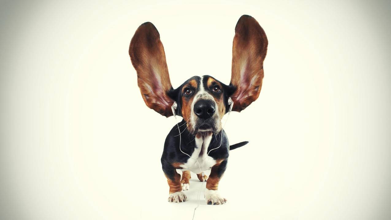 使用Coinbase钱包-新用户指南 - Apple ID相关 - 55dz账号网