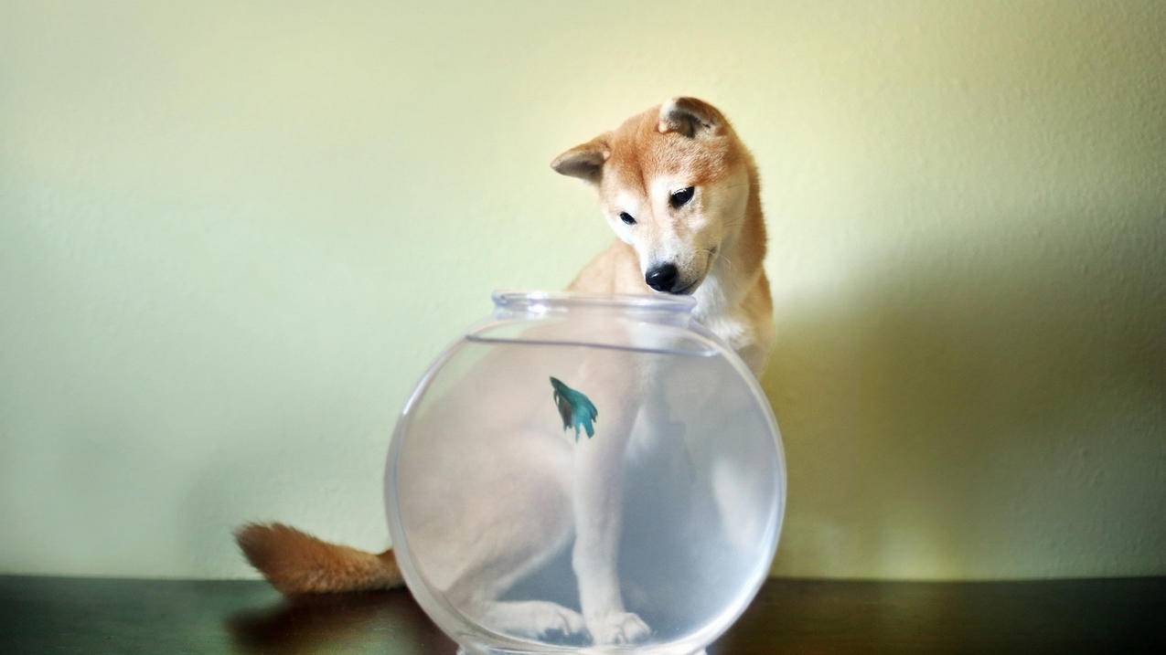 iPhone16成近年最不受欢迎一代：交货时间明显缩短-苹果id平台