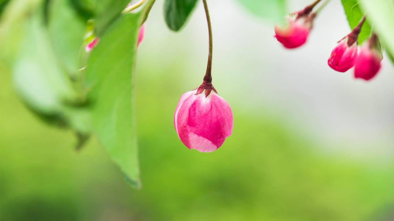 苹果手机appleid忘记密码了怎么下载微信 ， 苹果手机忘了id密码下载不了微信怎么办  - 55dz账号网