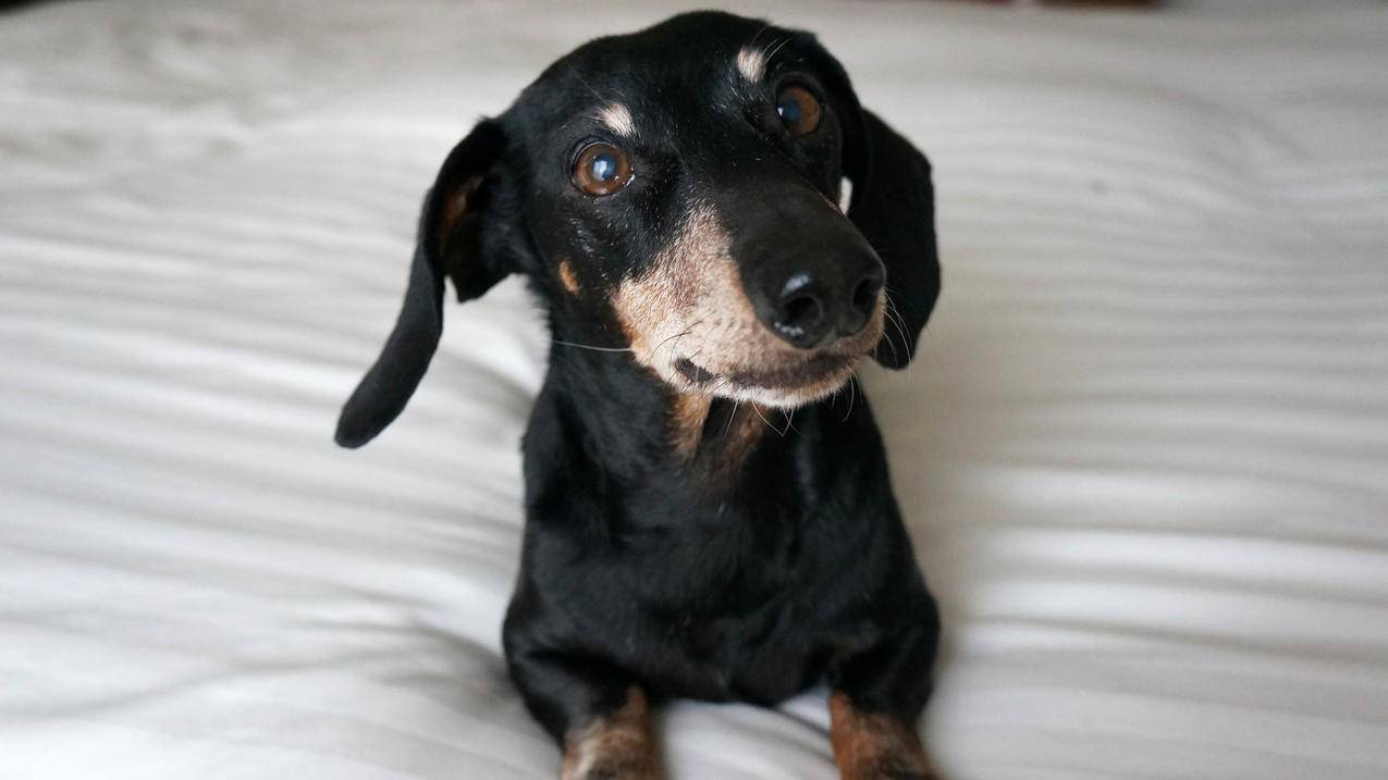 苹果手机 ID账号被锁定了怎么办?  ( ipad id被锁了,用邮箱icloud邮箱申请的,怎么进邮箱找回密码, ) - 55dz账号网