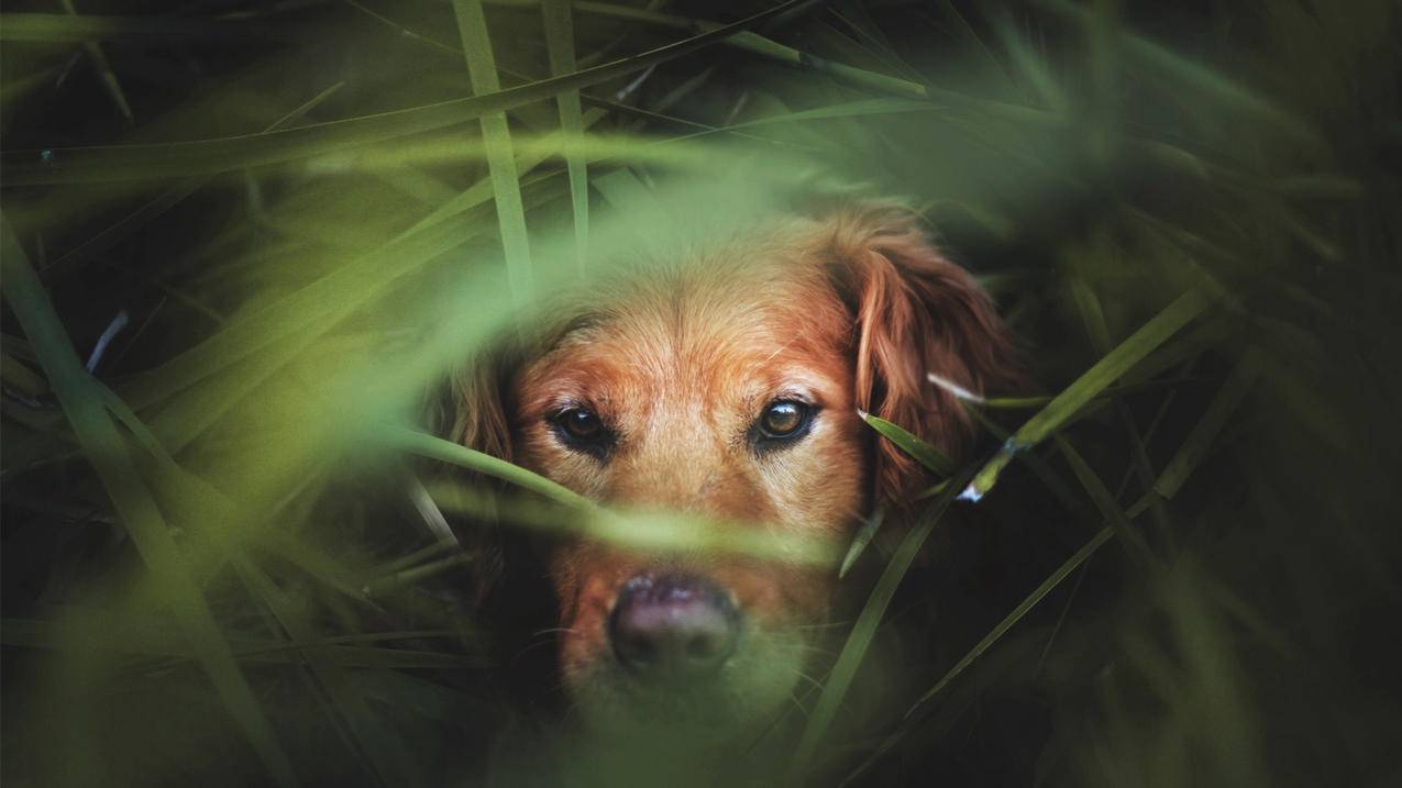 越南苹果id救援电子邮件地址怎么写 - 各区苹果ID - 55dz账号网