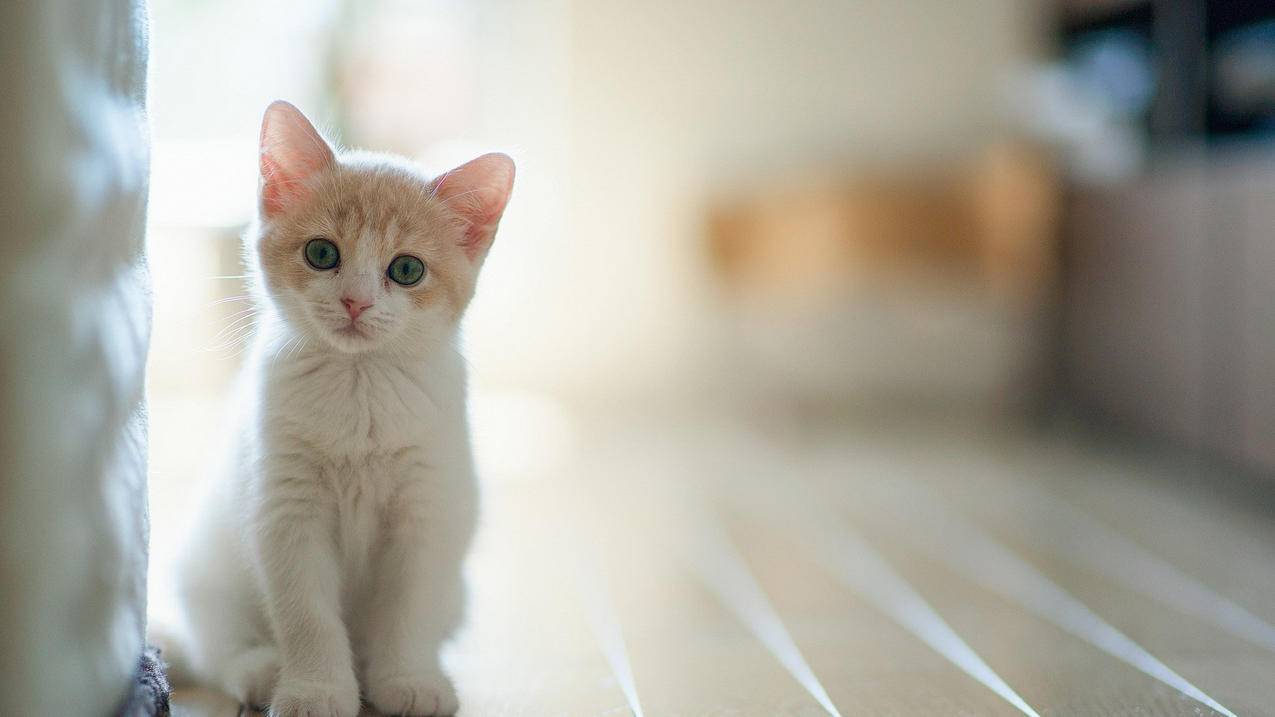 日本id免费账号密码下载minecraft_日本id账号共享 - 日本苹果ID - 55dz账号网