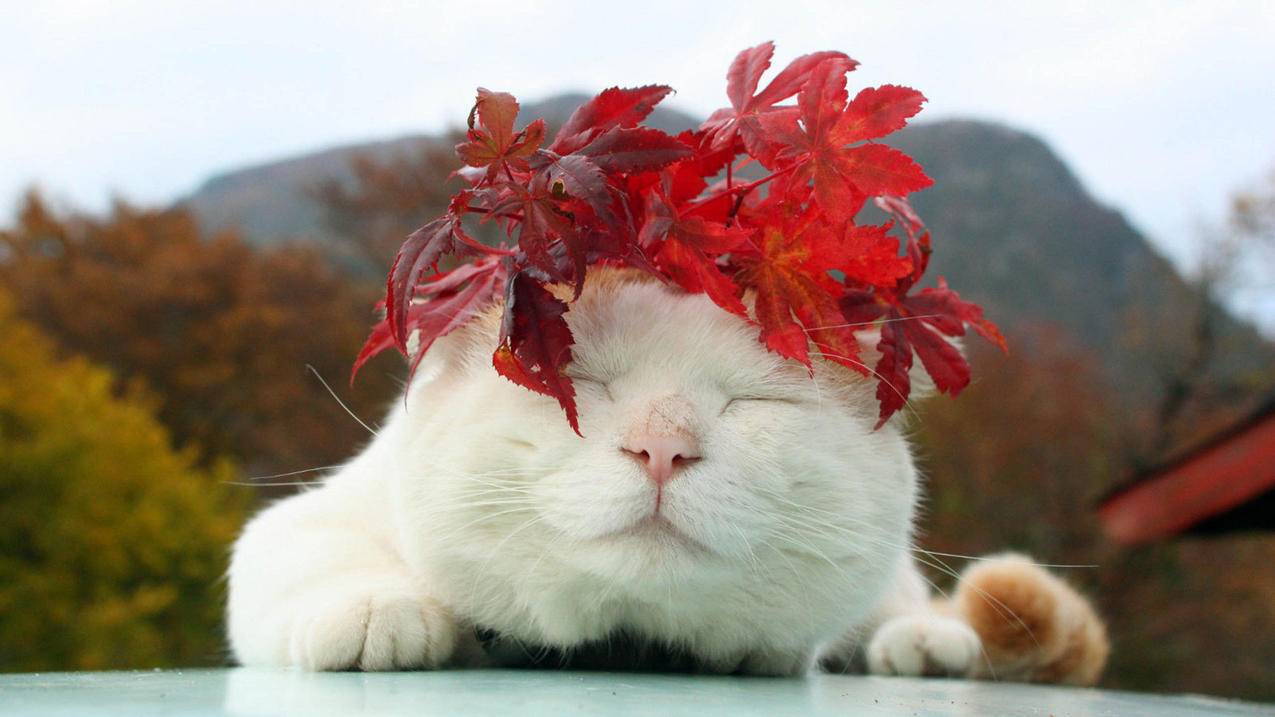 苹果小火煎_小火箭共享账号 - 注册外服方法 - 55dz账号网