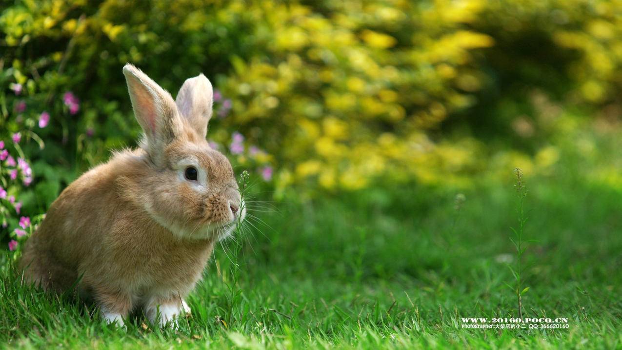 国际版tiktok怎么设置语言_国际版tiktok怎么改语言 - tiktok相关 - 55dz账号网