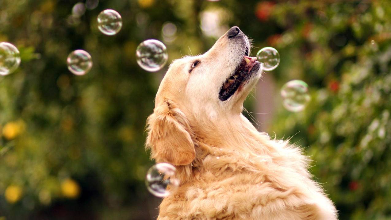 越南apple id密码忘了手机号换了 - 各区苹果ID - 55dz账号网