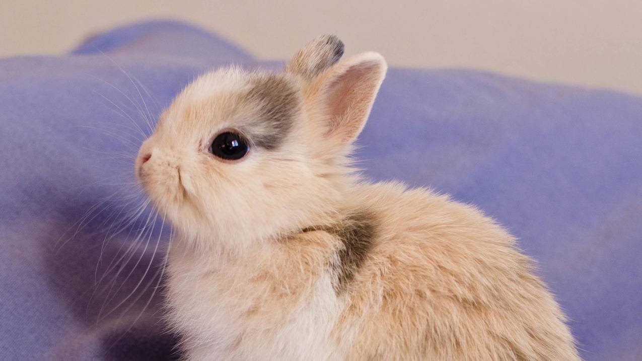 shadowstock怎么付费购买节点  ( 买了小火箭还要买节点吗 ) - 55dz账号网