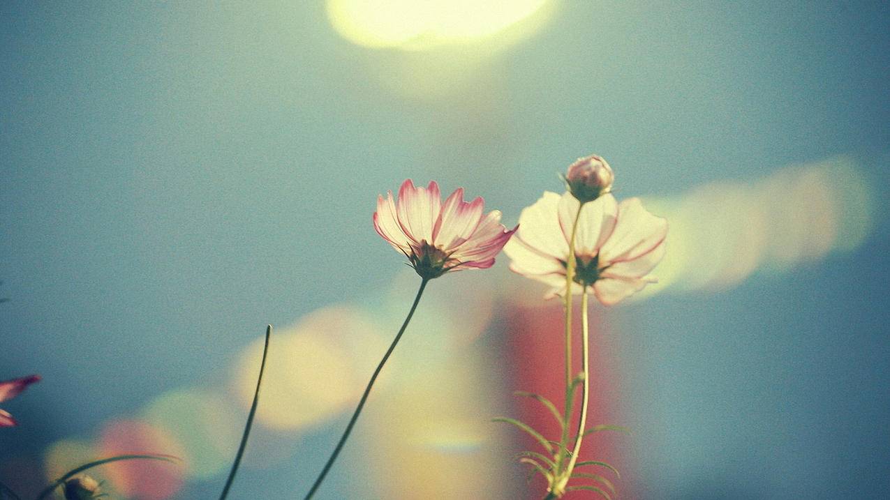 为什么越南苹果id充值父母会知道要如何关 - 各区苹果ID - 55dz账号网