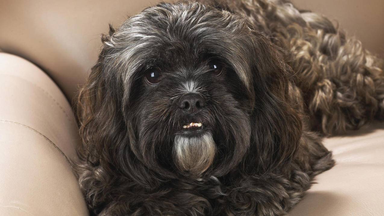 高中数学考试中常见的概率分布列有哪些？ - 自助下单ks - ks24小时自助