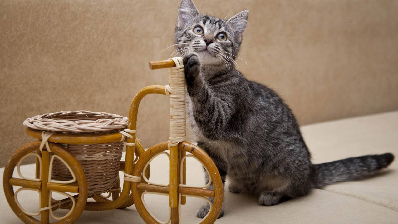 苹果邮箱哪个安全 ， 注册苹果id用什么邮箱  - 55dz账号网