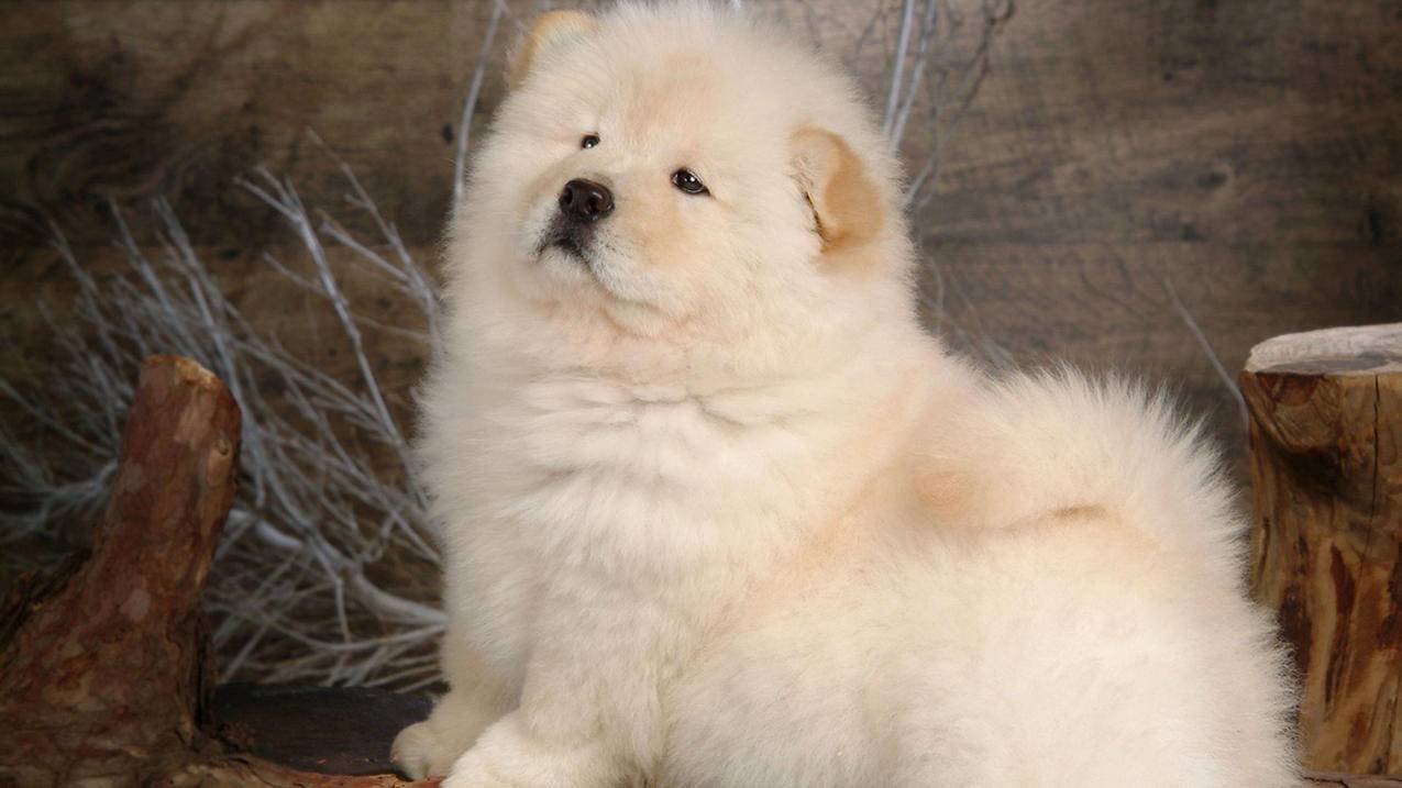 知乎 如何找到丢失的iphone ， 用丢失的苹果手机id登录新买的手机有什么问题么知乎  - 55dz账号网