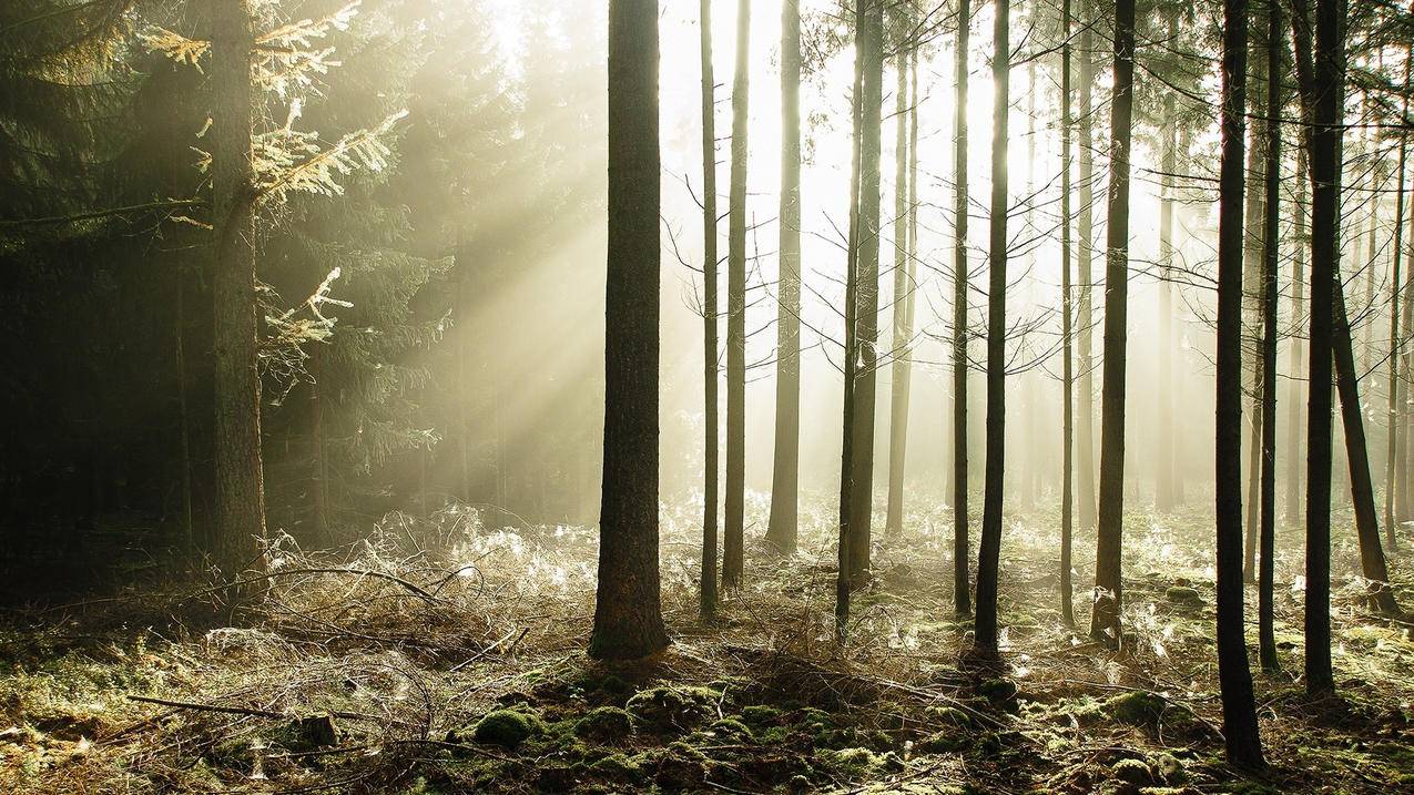 Apple ID是什么意思 ， 苹果ipad ID账号注册要钱吗?淘宝网上有卖的吗?  - 55dz账号网