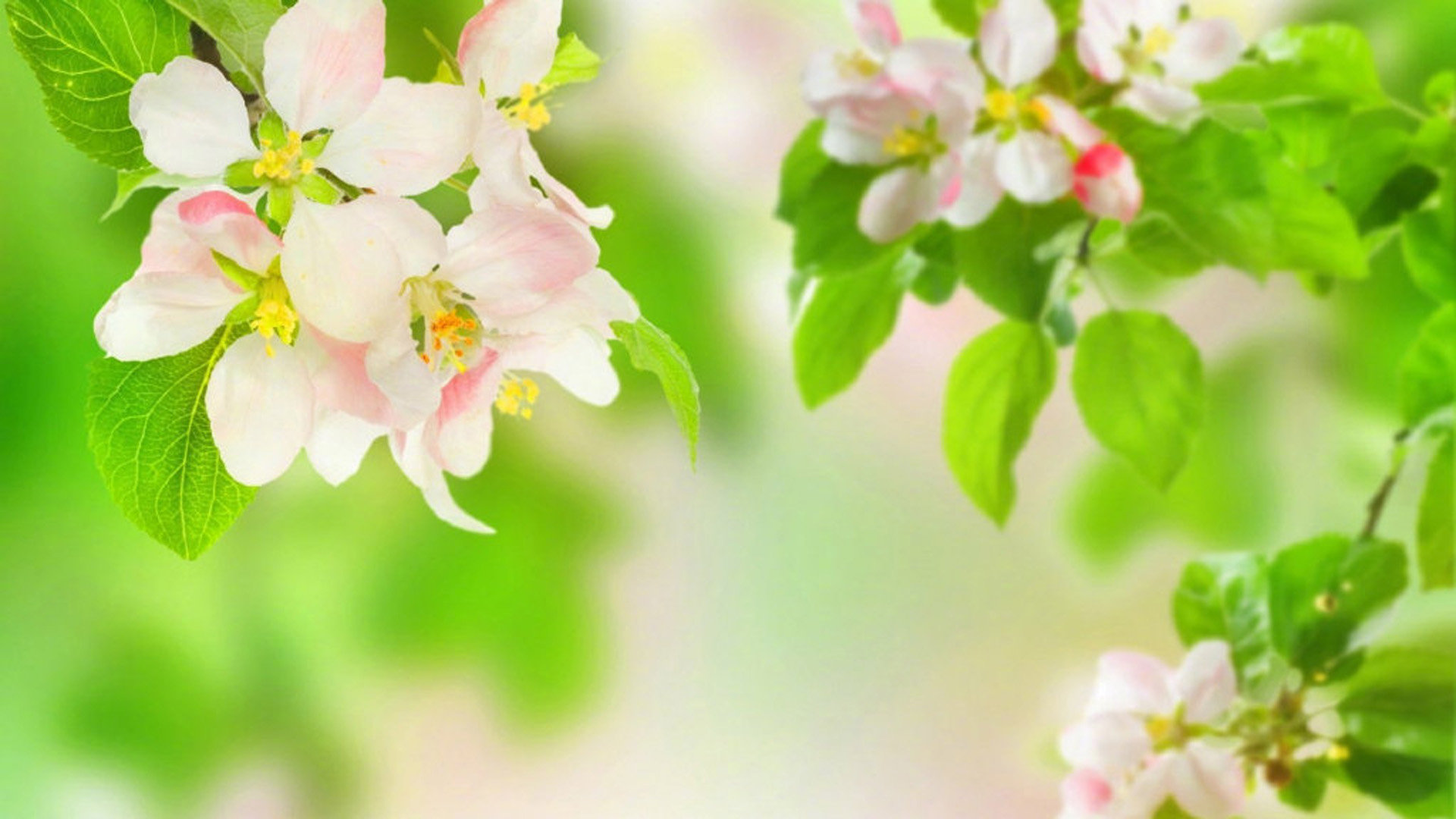 facebook推出的短视频_facebook app 视频 - facebook相关 - 55dz账号网