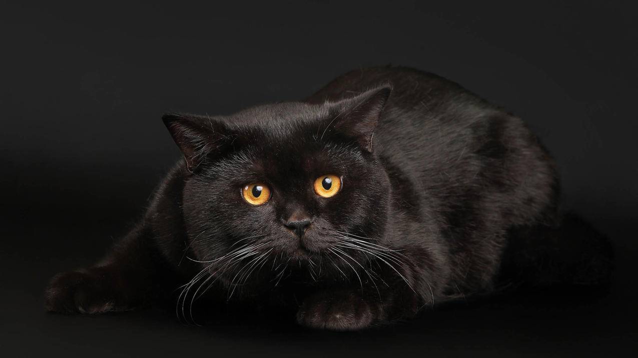 手机号可以更改越南苹果id密码吗（手机号可以更改越南苹果id密码吗） - 各区苹果ID - 55dz账号网