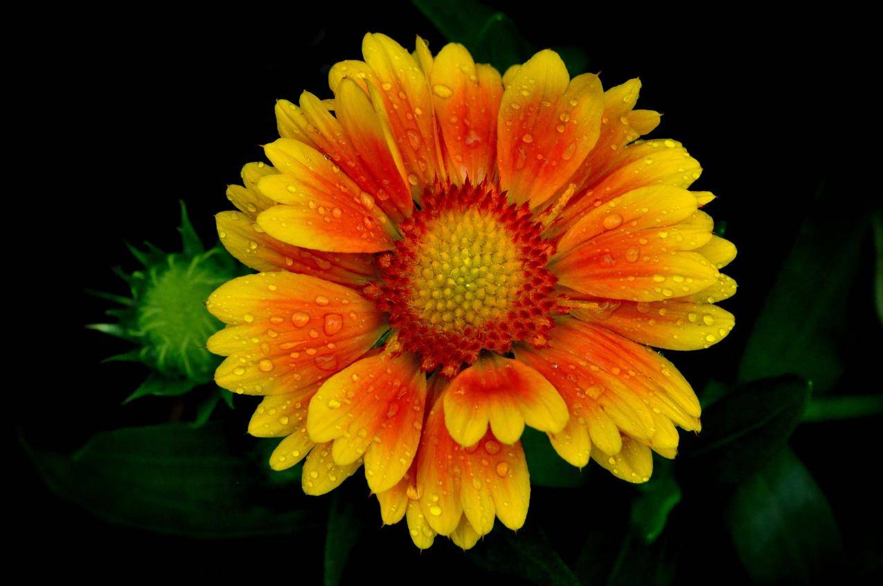 拼多多砍价损了多少友情 - 低价下单平台 - ks业务网