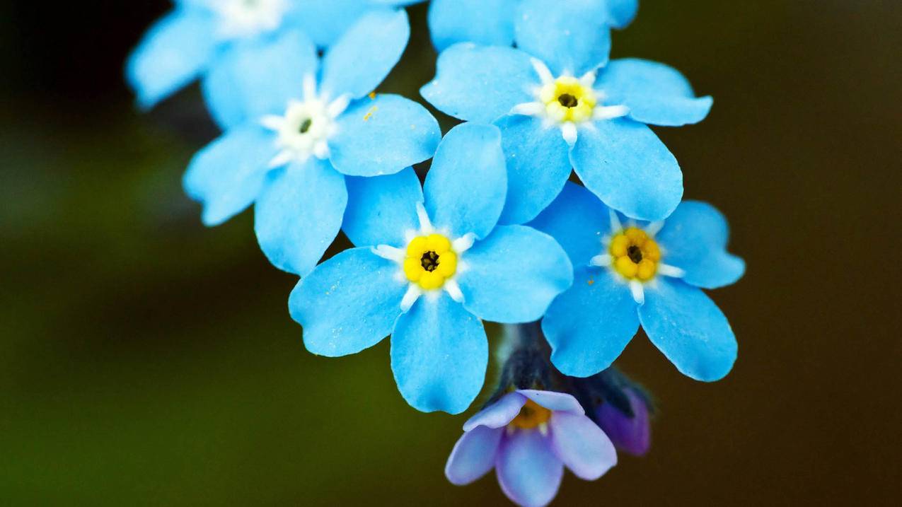 coke怎么读语音什么意思_Coke怎么读音是什么意思 - skype相关 - 55dz账号网